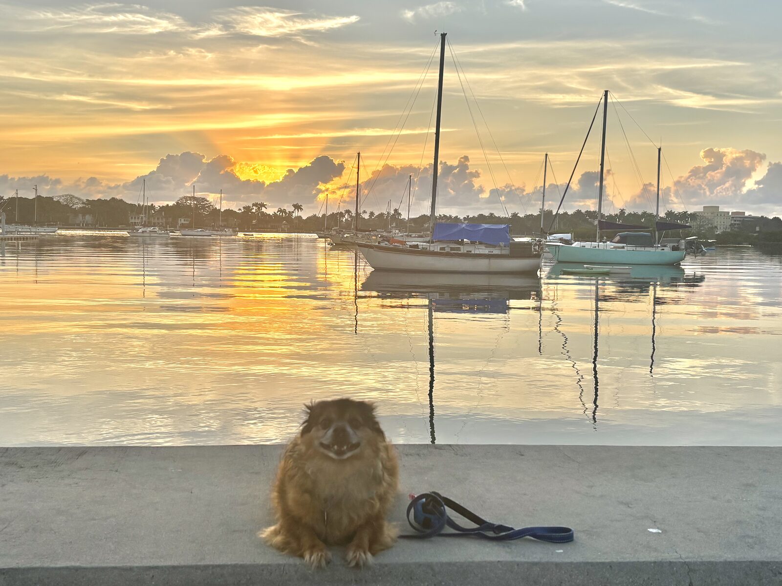 Morning walk along the water with Rico